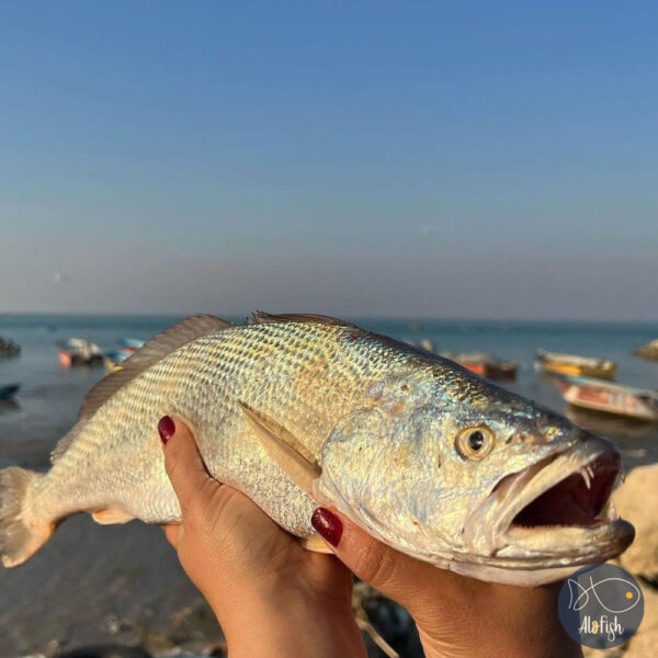 شوریده طلایی